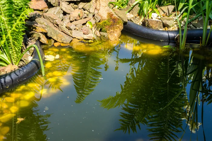 Spiegelung von Farnen auf Teich